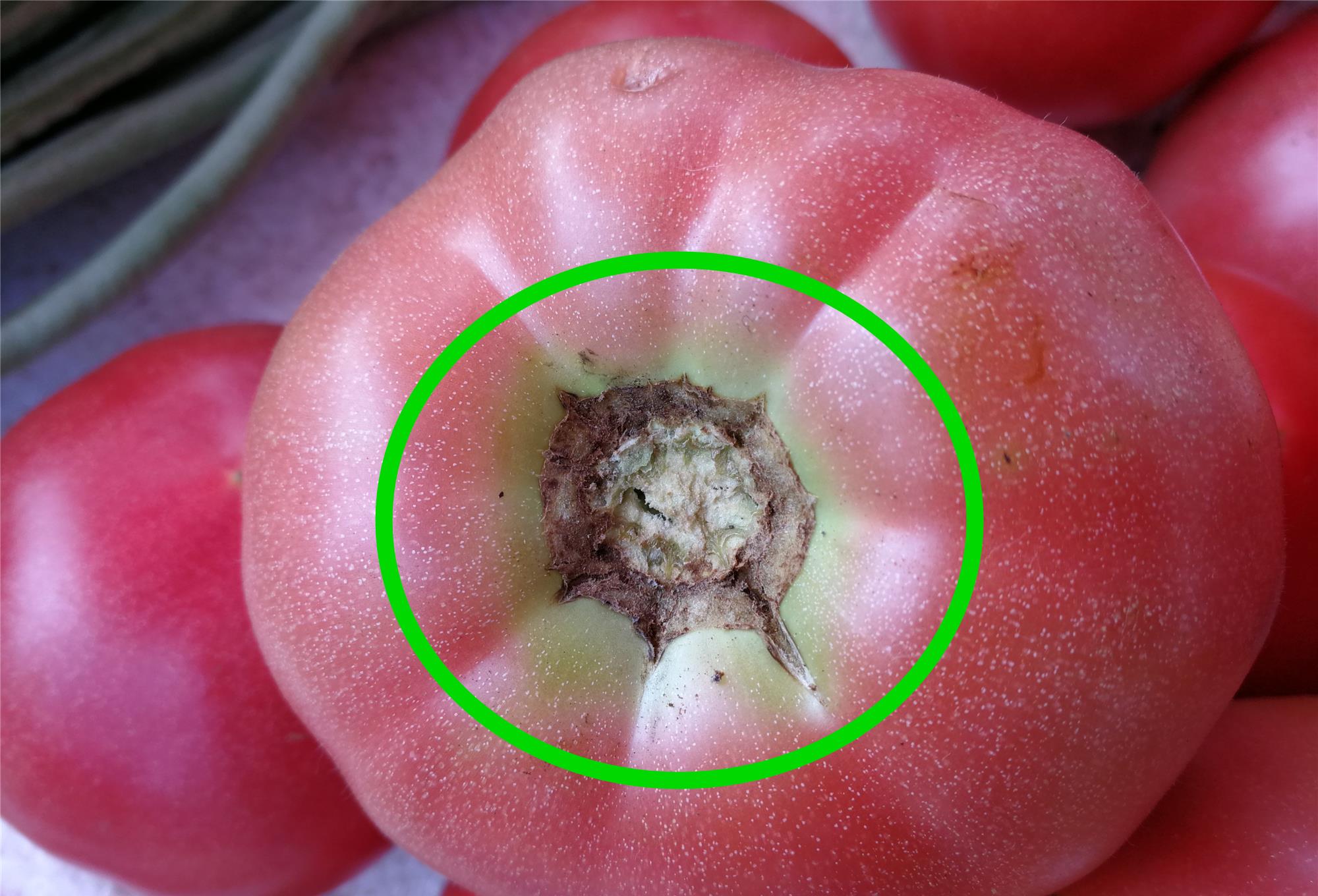 西红柿还分“公母”？老菜农：牢记这4点，沙甜多汁，一挑一个准