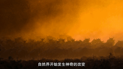 白色污染 新冠爆发超2亿人感染，438万人死亡：人类消失的日子，水清了，天蓝了，动物开始了一场狂欢