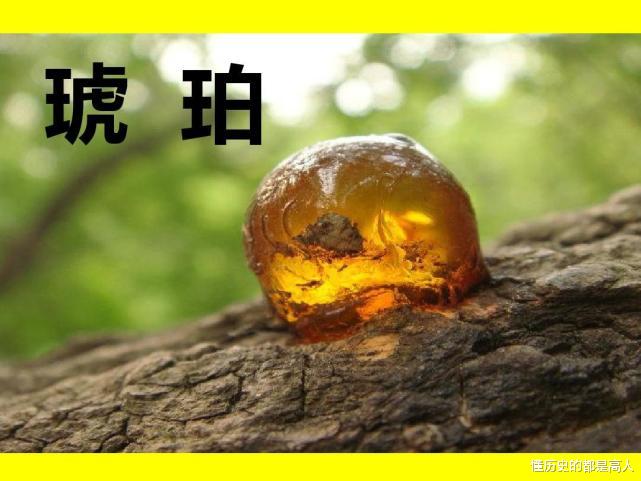 昆虫|在交配时变成琥珀，4100万年后还被围观，世界上尴尬之事莫过于此