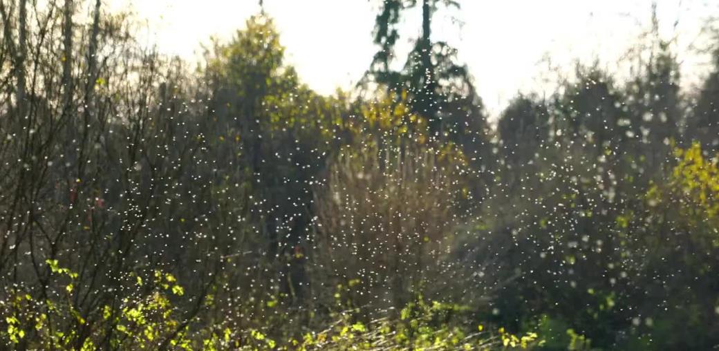 情微说|蚊子的存在有何意义？若将其全部灭绝，会有什么严重后果？