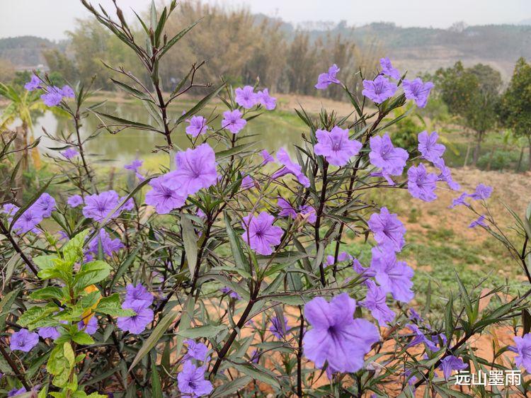 远山墨雨 从昆明开车去景谷，走墨临高速公路路线的体验，感觉不错