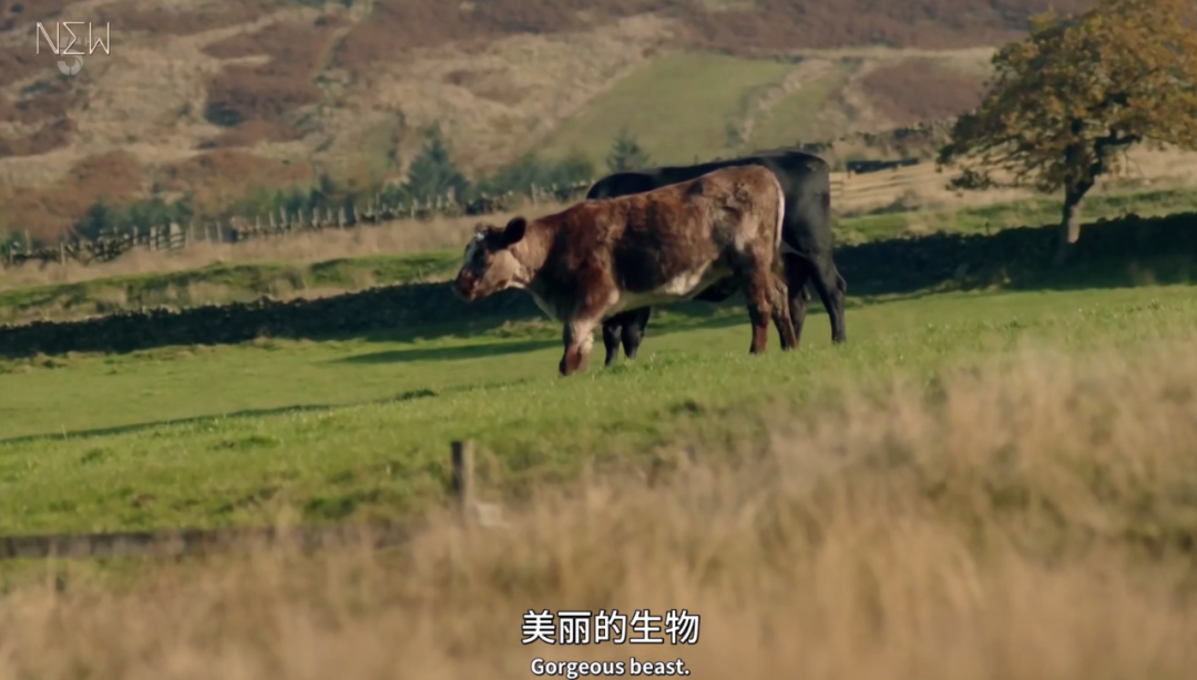 兽医|一集9.6，年度剧王回来了