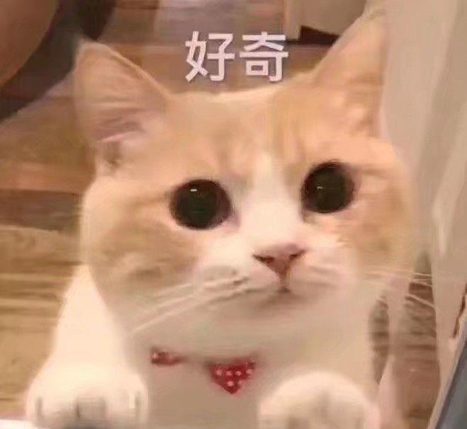 电视剧|2021年猫眼电视连续剧热度排行榜，看哪部电视剧或网剧能成为冠军