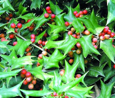 庭院设计| 8种可以做围墙的植物,围上一圈,让你的院子优雅又美观