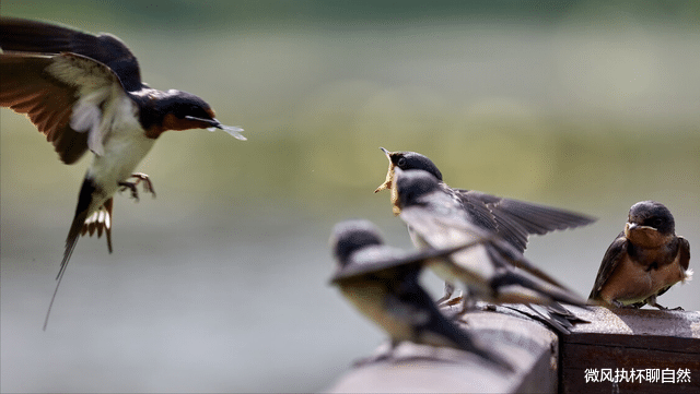 微风执杯聊自然|燕子不吃落地食，不远万里飞到南半球过冬，却被做成了烤肉串