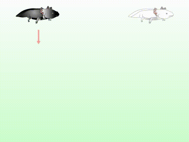  初中生物：中学生物精美动图GIF，边看边学！