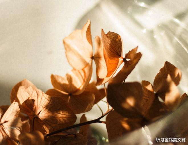 昕月蓝殇美文苑 岁月悠悠,只对你偏爱