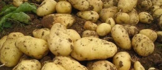 二氧化碳 重大突破！中国科学家利用二氧化碳合成淀粉，农民不用种地了？