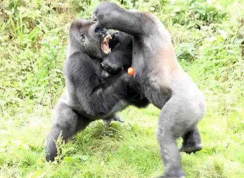 探奇怪|黑猩猩和大猩猩种族冲突，大猩猩幼崽被黑猩猩“啃食”，究竟是怎么回事？