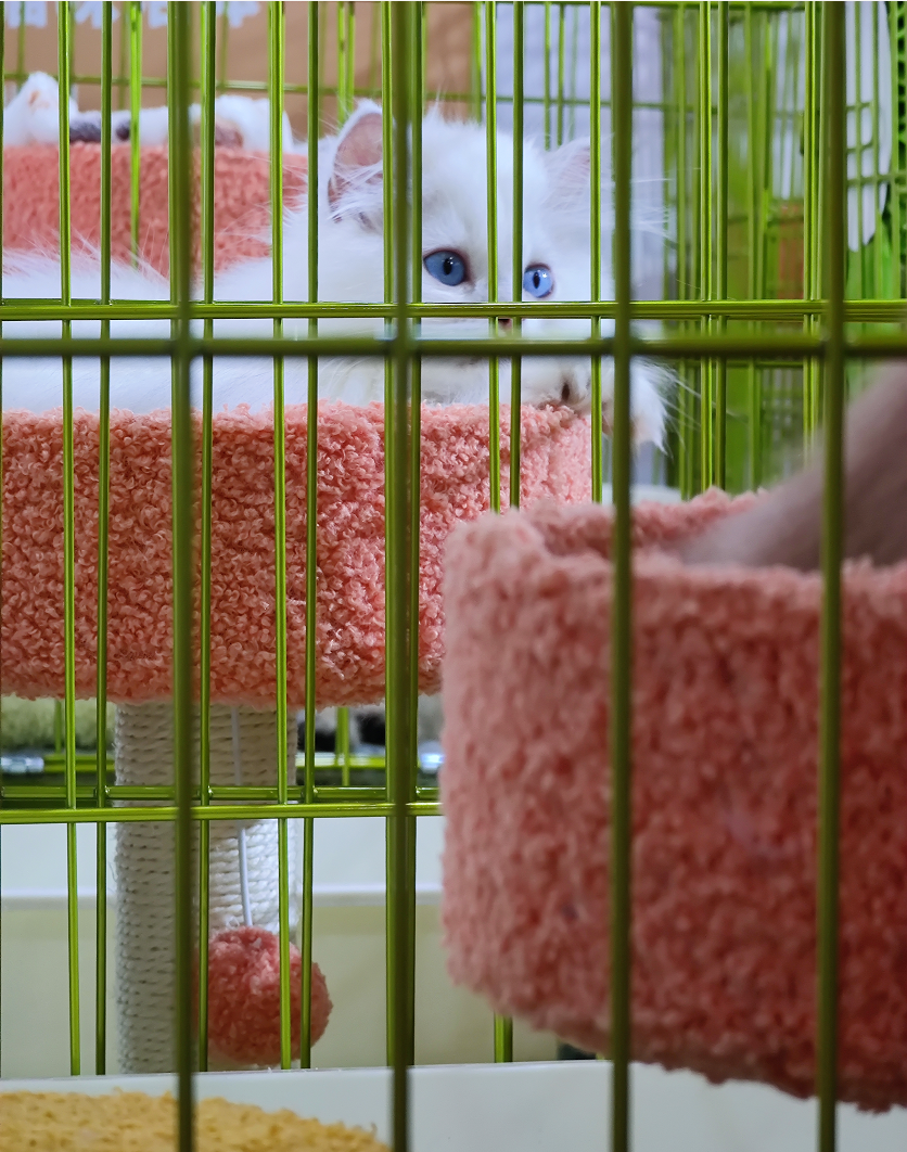 长焦镜头|“超长焦相机”的消亡,是命中注定?