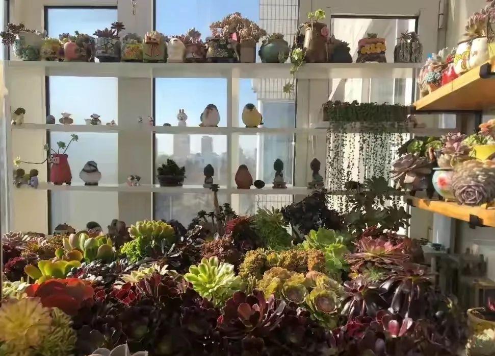 种上阳台|小姑娘说她人生50%的快乐是吃肉，另外50%的快乐是种多肉！