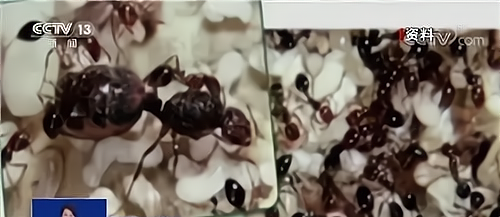 红火蚁 “无敌”红火蚁已入侵我国12个省份！扩散如此快，防治形势怎样？