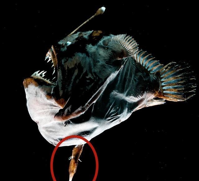 科学家 绝佳的繁殖策略，把软饭吃到极致，最后成为配偶的“器官”