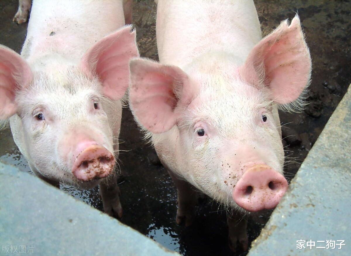 生猪价格 6日猪价下跌继续，北方成了重灾区，消费萎靡，猪价或将断崖下跌