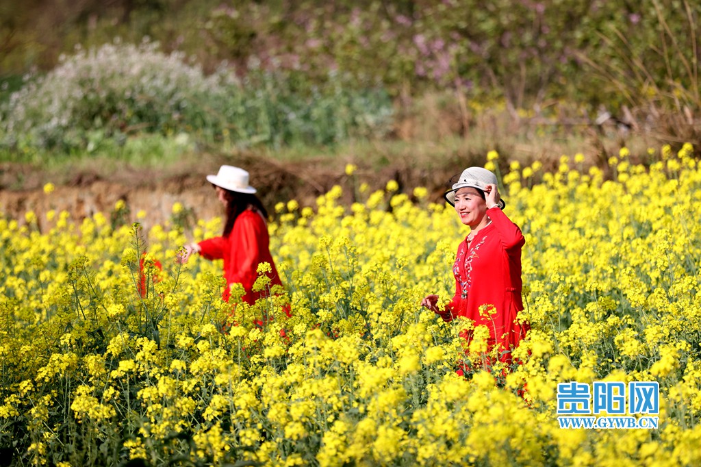 贵阳网 贵州安顺:美丽乡村小河湾 春暖花开引客来