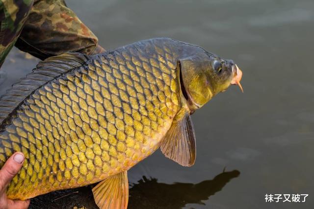 |钓鱼圈最大的谎言，误导了多少钓鱼人