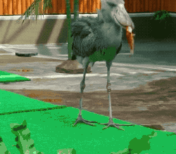 鳄鱼 鳄鱼也不放过的鞋头鸟,为什么会向人鞠躬,甚至拔羽毛送人?