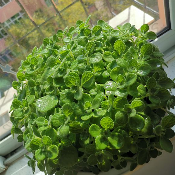 5种“香香花”摆在卫生间,臭味通通跑光,跟喷了香水儿似得