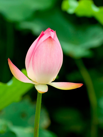 星临天下|进入9月份，4属相吉星关照，霉运散开，把握时机，人旺财旺事业旺