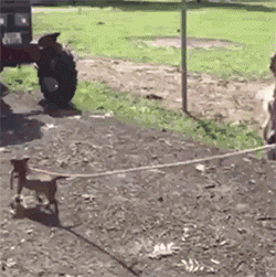 情侣|一对情侣一起去健身房六年，所以女生是去减肥的，男生是去干嘛的。