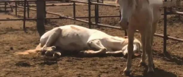 佟丽娅|86版《西游记》被奉为经典，火了师徒四人，白龙马就没那么幸运了