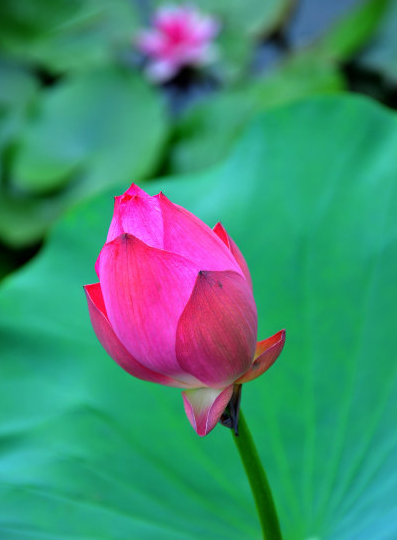 星临天下 10月下旬，4属相吉星近身，贵人相助，桃花朵朵，日子幸福美满