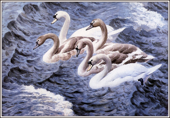 英国查尔斯.图尼克利夫(Charles.Tunnicliffe)禽鸟水彩画