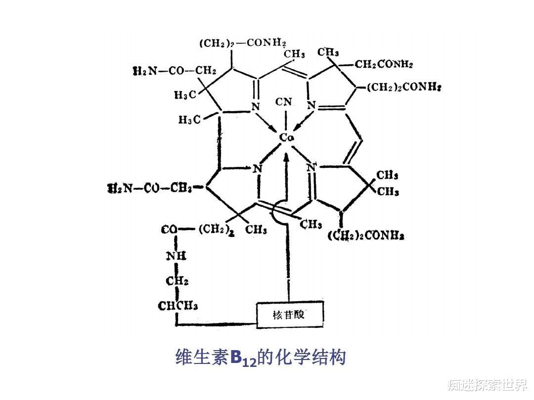痴迷探索世界|素食者、纯素食者、杂食者比肉食者更健康吗?纯素食或导致不孕!