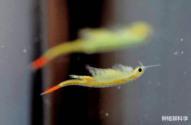 仙女虾 旱不死,热不死,冻不死!2亿年前物种仙女虾是什么虾,好吃吗?