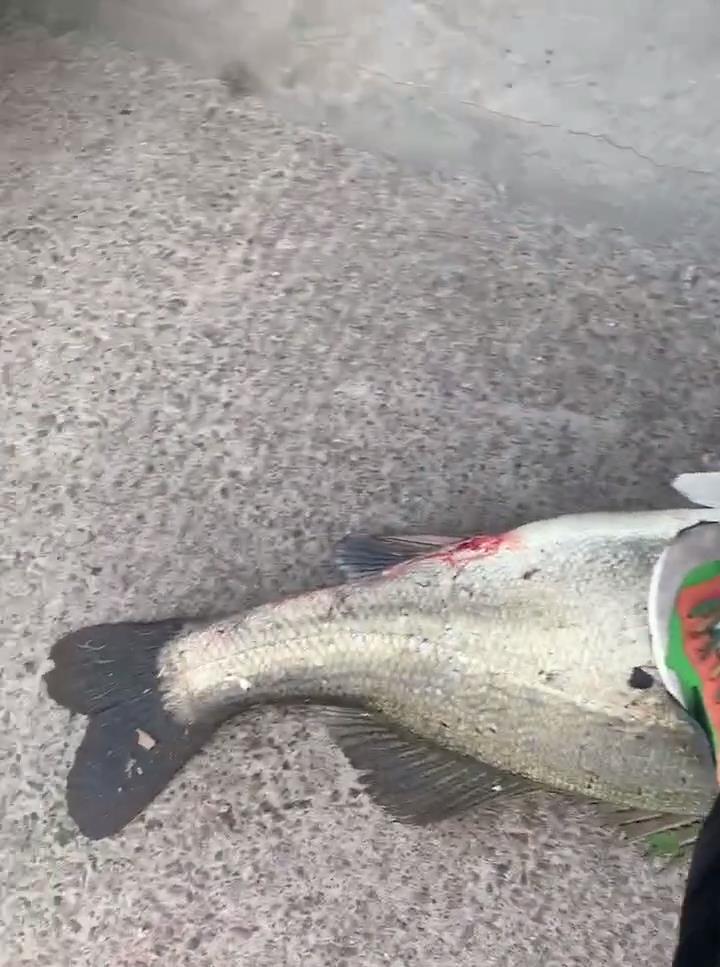 长江|鲈鱼之王！浙江钓鱼人钓起45斤巨鲈，网友：不得了，鲈鱼要成精了