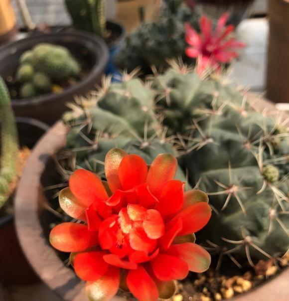 向阳园艺|超好养的绯花玉，每年夏天都能开花，2个月浇一次水，懒人植物