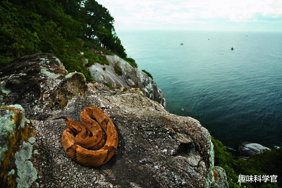 毒蛇 人类禁区——巴西蛇岛！岛上毒蛇比陆地近亲毒5倍，每走一步1条蛇