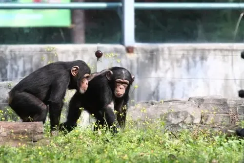 探奇怪|黑猩猩和大猩猩种族冲突，大猩猩幼崽被黑猩猩“啃食”，究竟是怎么回事？