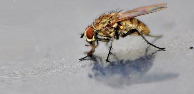  苍蝇在地球上到底有什么用？如果被人为灭绝会有什么严重后果吗？