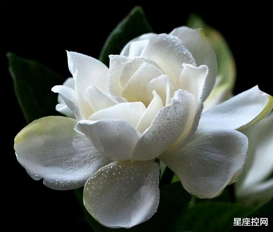 星座控网|啥日子出生之人，天选之人，一开始吃遍人生百苦，百炼成钢成大器