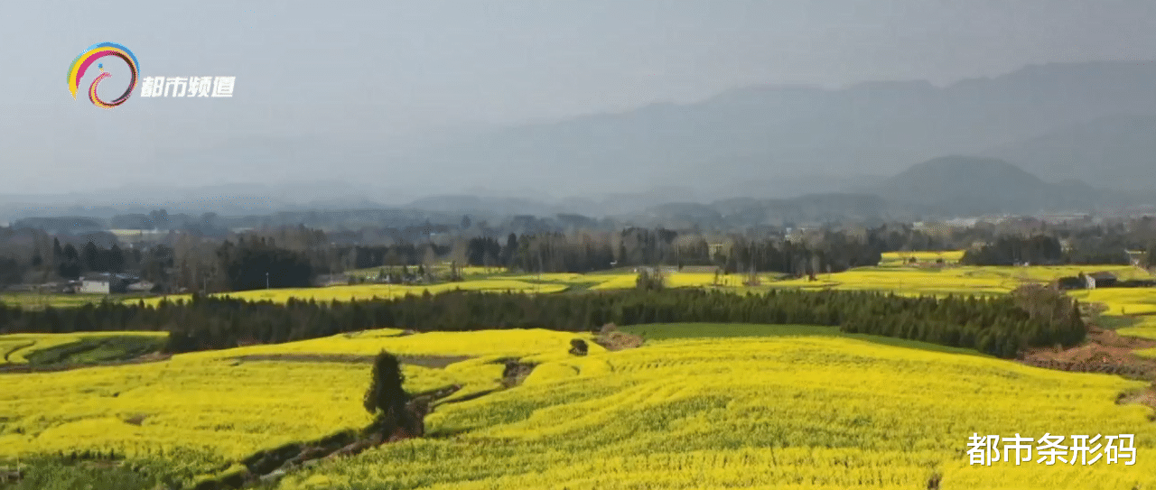 都市条形码 春日花开无限好