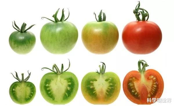 科学家 西红柿为什么越来越难吃了？科学家研究了4年，找到了其中的原因