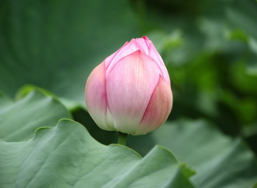 星临天下|8月下旬，运势转衰为旺，4属相喜报频传，事业有成