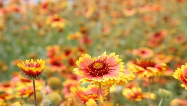 山东省 山东“人造”西南小镇，宣传满天飞，游客：“垃圾”小镇！