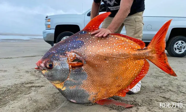 科学家 神秘巨鱼搁浅美国海滩,身长1米、重达45公斤,科学家认为不寻常!