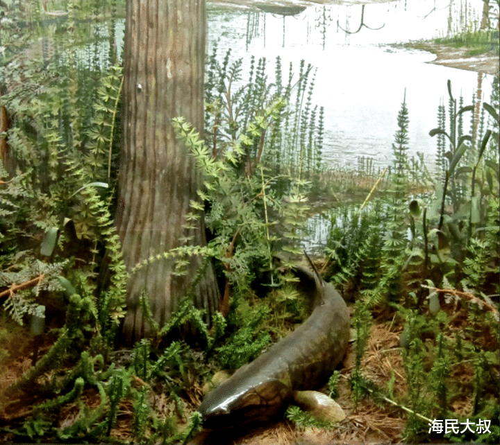 泥盆纪:我们都是鱼?|地球简史系列