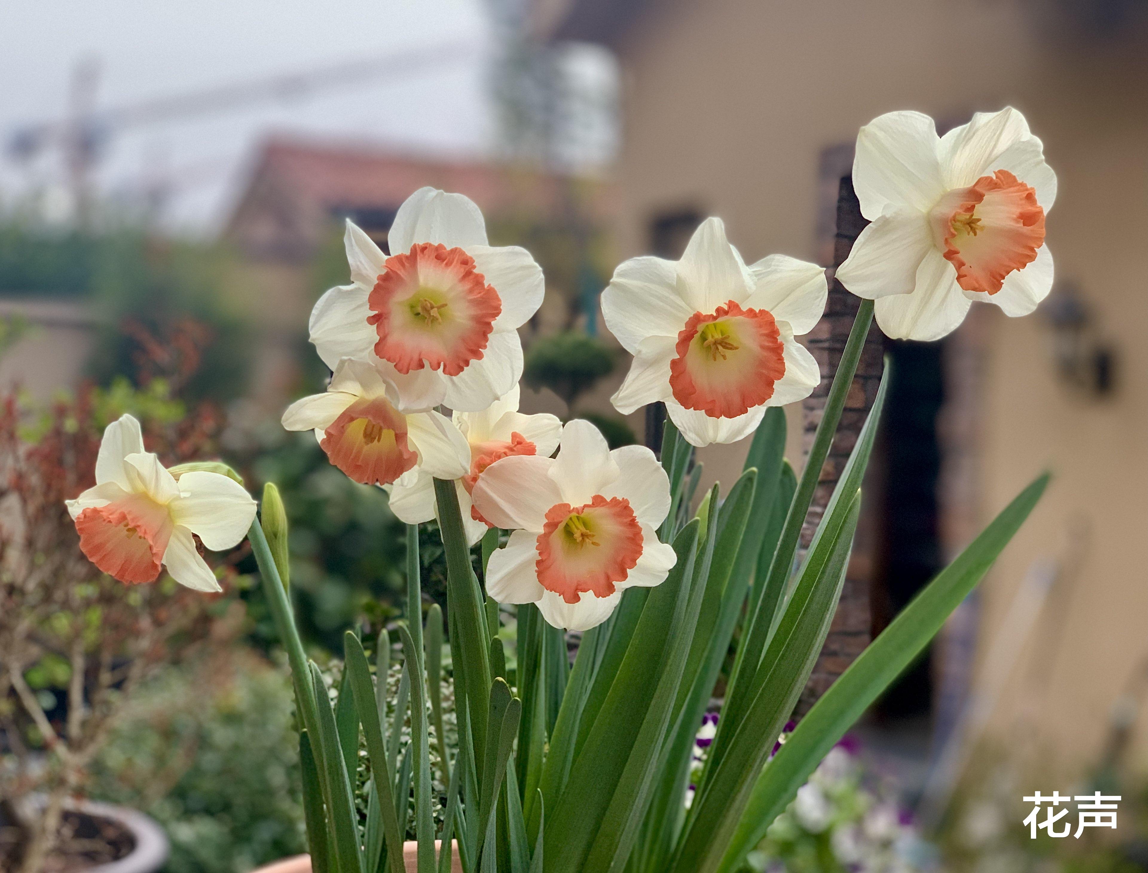 花声 秋天适合养“重瓣水仙”,花美似玫瑰,清香四溢,封闭阳台也能养
