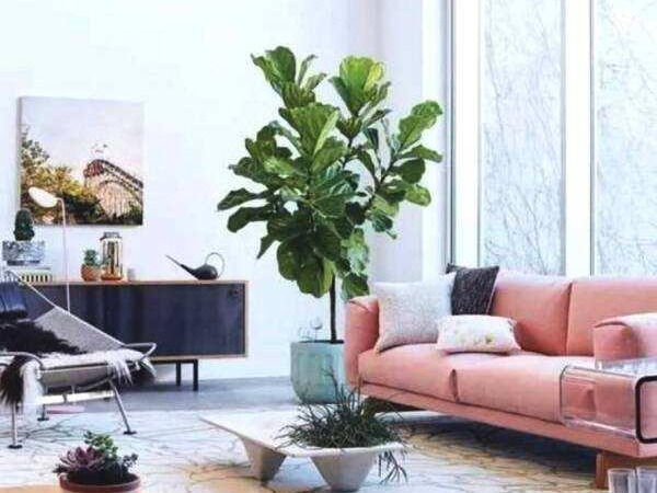 客厅|8种“招财树”,养在客厅里,高大笔挺,威武又气派,招财又旺宅