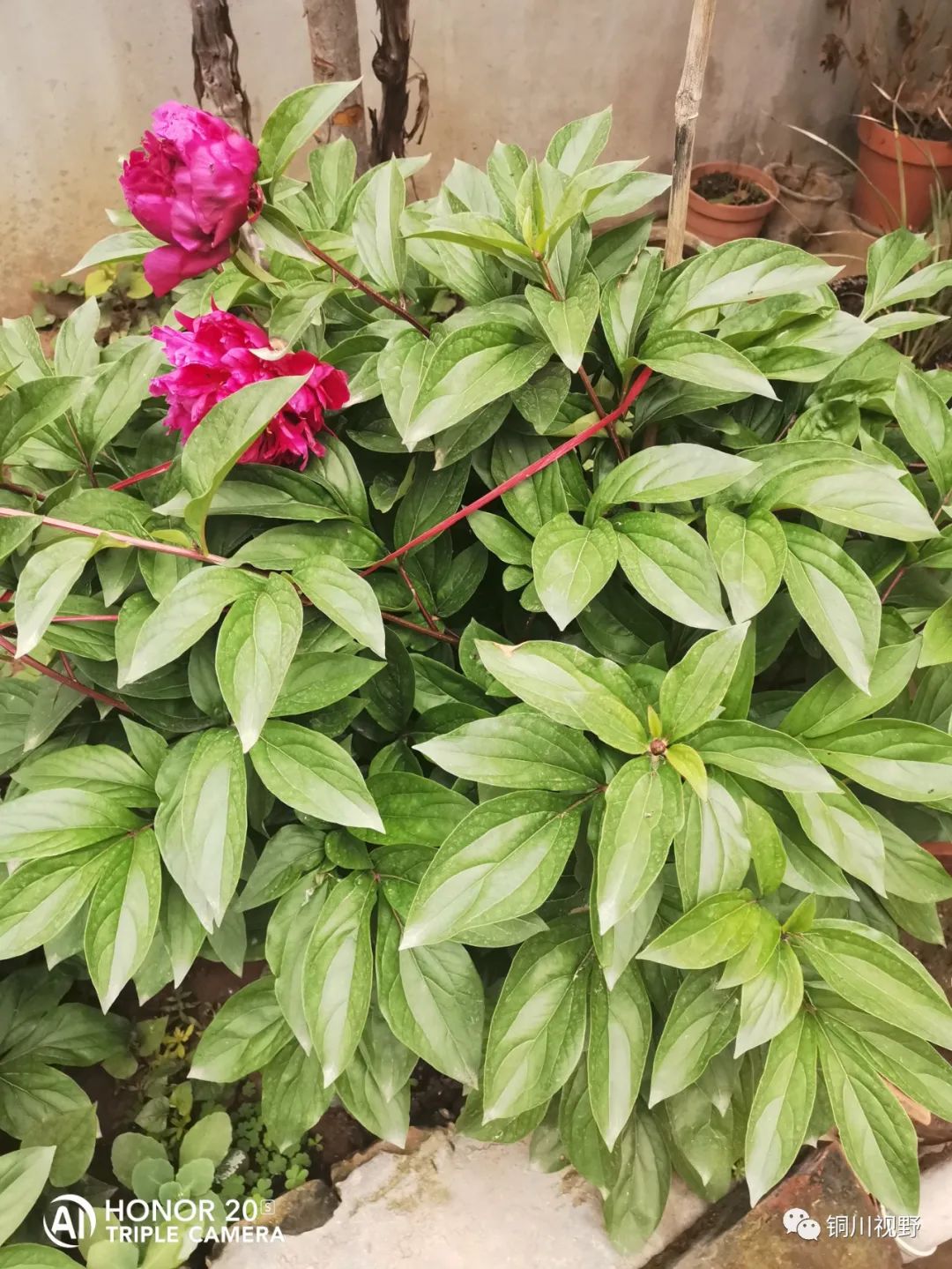 铜川周春辉 花花草草自己种，五月欣赏正当时