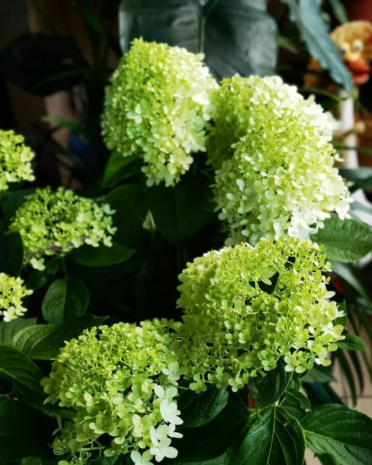 6㎡封闭阳台造花园，1寸空间也不浪费，不出门也能看风景