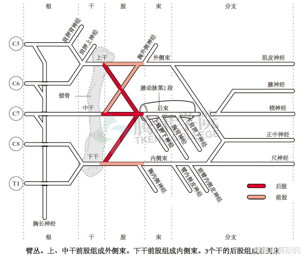 银耳|【千查万别】颈椎和上肢神经系统检查