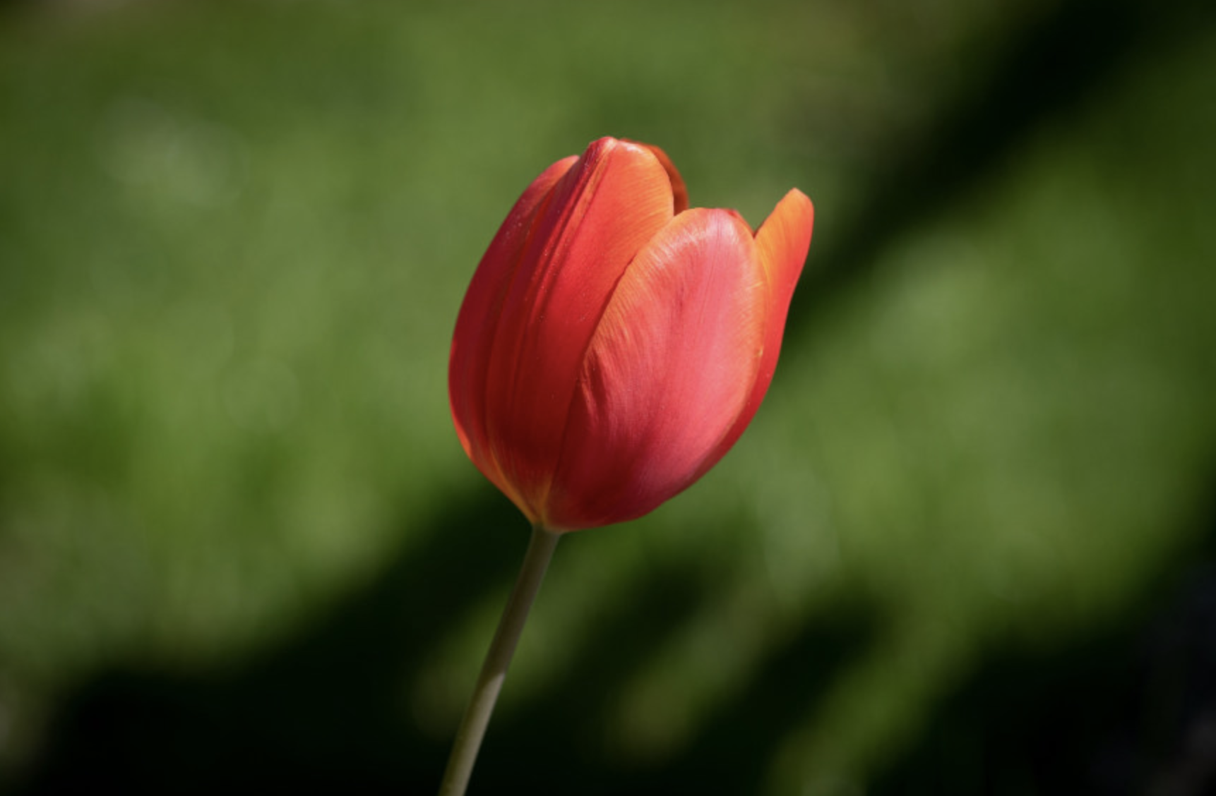 生肖夜梦|7月下旬，旧爱难舍，睹物思人，3生肖溃不成军，主动回头，意欲和好