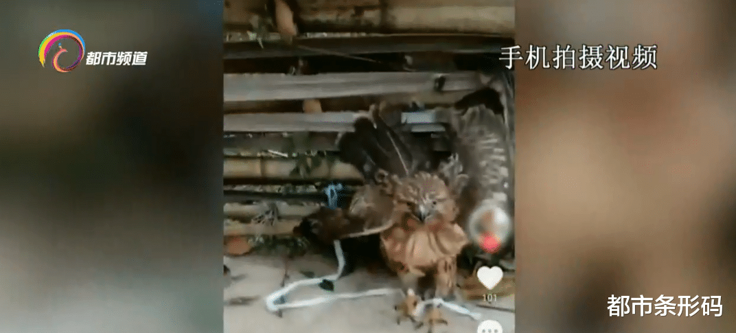 “老鹰”抓小鸡时被困鸡棚 村民上传视频引起警方关注