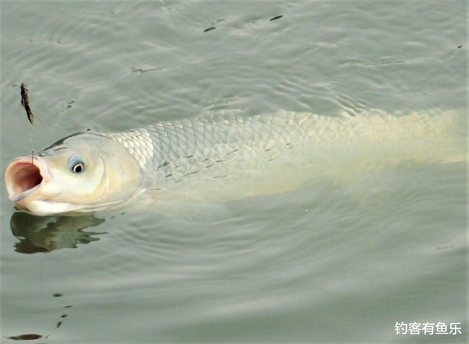 饵料|夏天钓草鱼，掌握简单几点，新手一样连竿