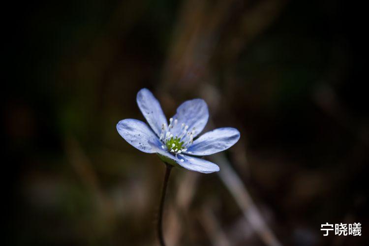 宁晓曦|双子座有哪些与众不同的隐藏特质？